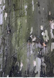 Tree Bark 0039